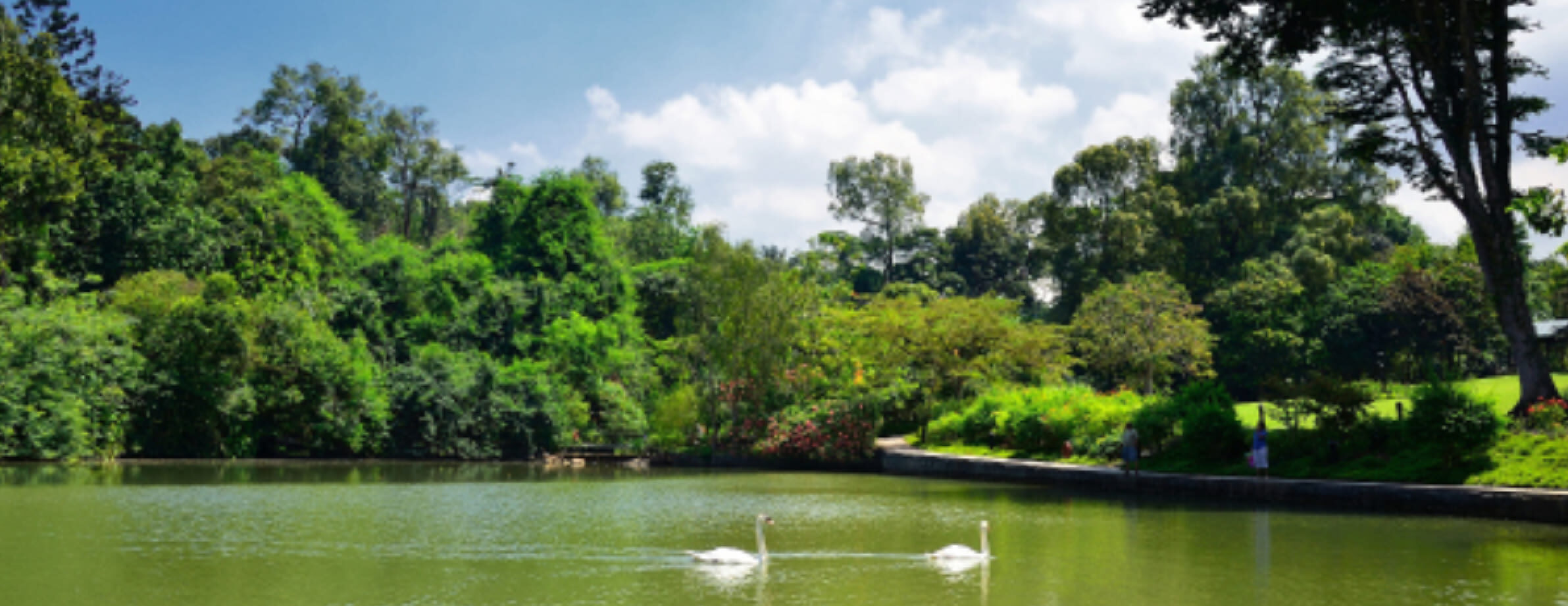 Two swans glide on a pond with lush greenery and trees in the background under a clear blue sky.